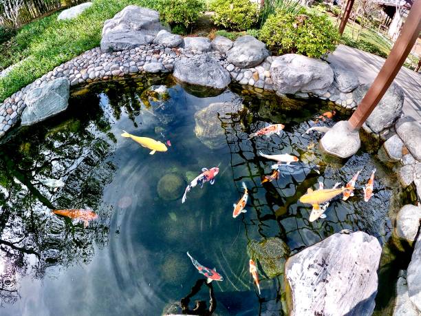 istock koi fish lucky carp japanese 1207885282