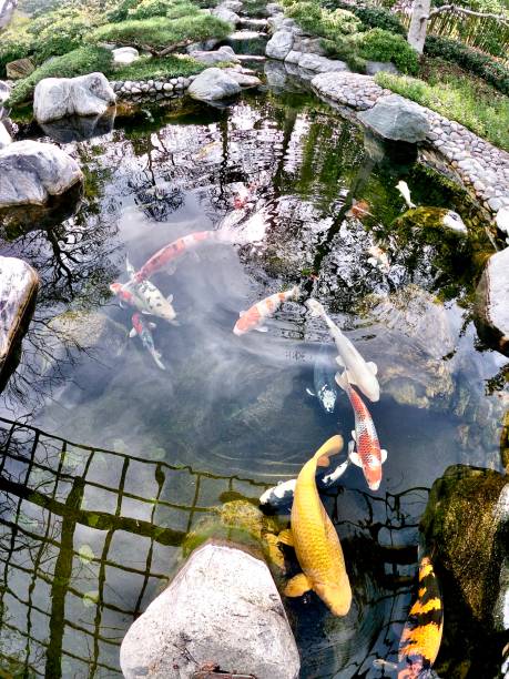 istock koi fish lucky carp japanese 1207885310