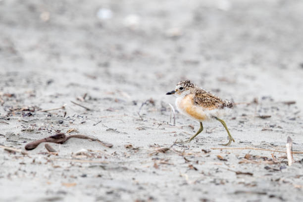 istock New Zealand Dotterel - Charadrius obscurus 1207886244