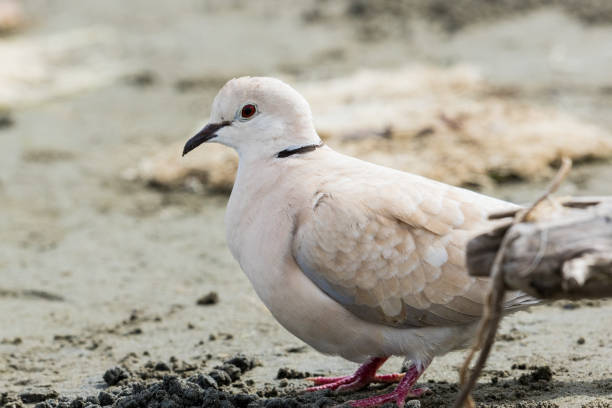 istock African Collared Dove - Streptopelia roseogrisea 1207886960