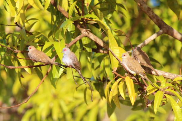 istock Diamond Dove - Geopelia cuneata 1207886967