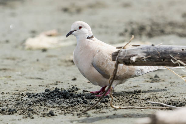 istock African Collared Dove - Streptopelia roseogrisea 1207887007
