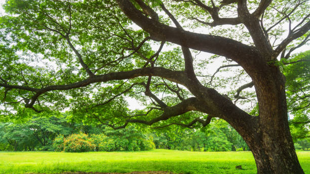 istock Close up Rain tree on meadow with nature background in public park. 1207888209