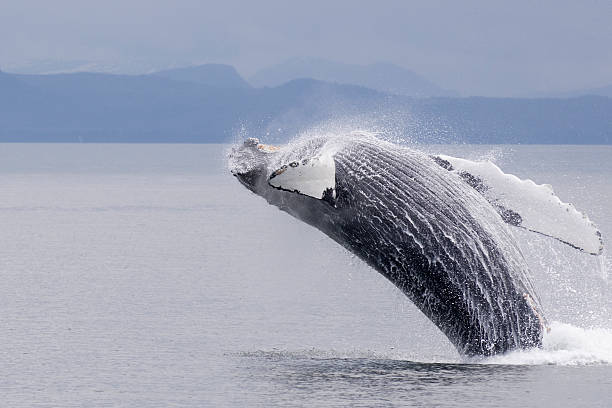 istock Alaskan Humpback Whale Breaching Frederick Sound 2 120789096