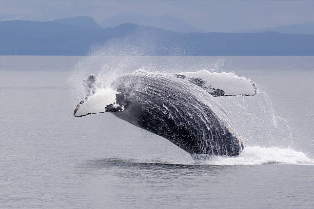 istock Alaskan Humpback Whale Breaching Frederick Sound 120789151