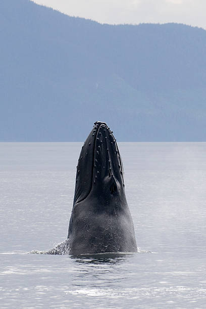istock Spy hoppping humpback whale Alaska 120789152