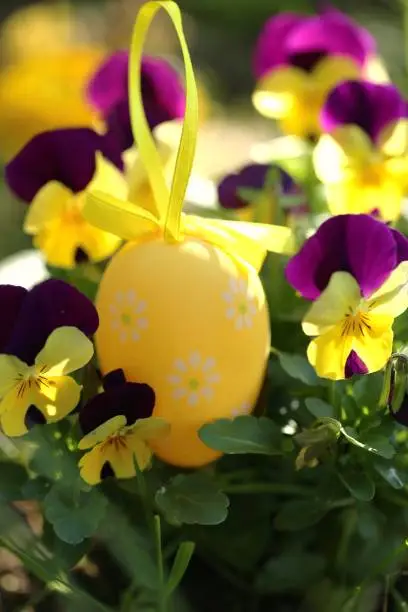 Easter holiday. yellow easter egg in flowers. Decorative egg in yellow pansy flowers.Spring festive easter floral background