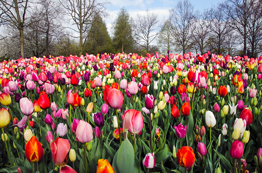 Field of tulips of different colors in Keukenhof park, Netherlands