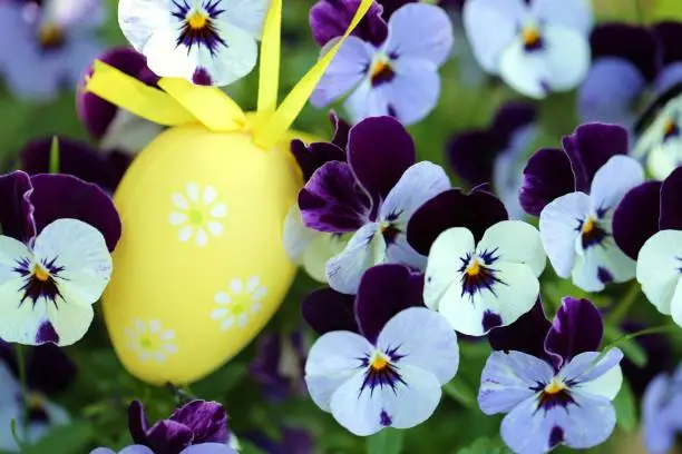 Easter holiday. yellow easter egg in flowers. Decorative festive egg in violet pansy flowers.Spring festive easter floral background