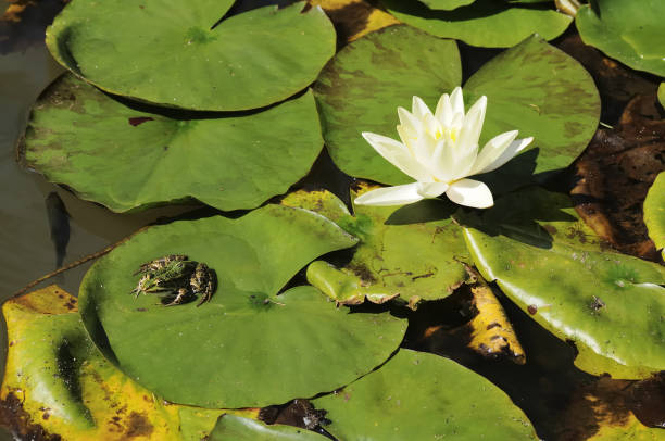 frog on big green leaf and nymphaea alba - frog water lily pond sunlight imagens e fotografias de stock