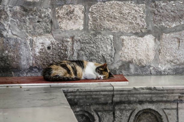 istock Old cat sleeping on stone bench in Dubrovnik, Croatia. Homeless cat sleeping. 1207892814