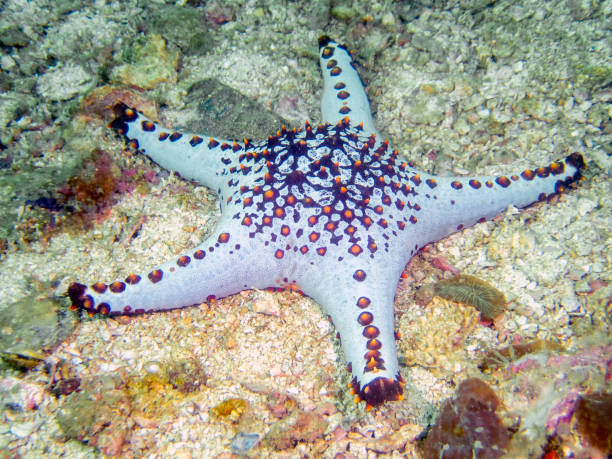 istock Honeycomb Cushion Star (Pentaceraster alveolatus) 1207893147