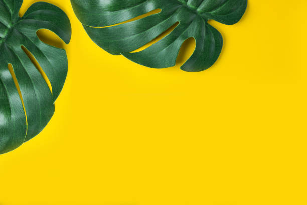 istock Tropical leaves on a yellow background. Monstera close-up. Floral design elements. 1207893297