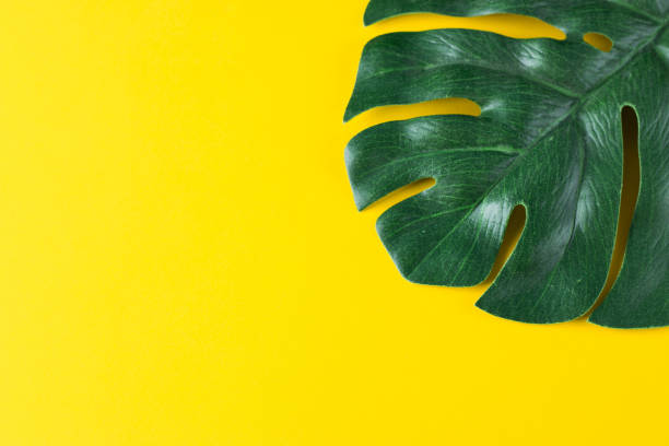 istock Tropical leaves on a yellow background. Monstera close-up. Floral design elements. 1207893298