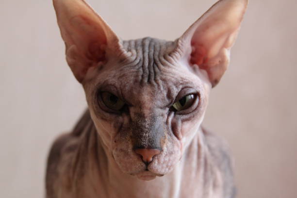 sphynx cat essentials