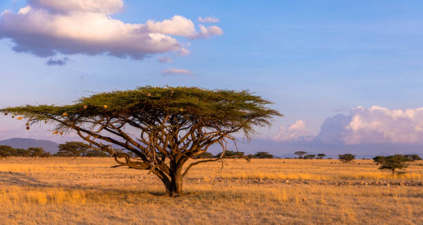 paisaje con árbol de acacia, africa - masai mara national reserve sunset africa horizon over land fotografías e imágenes de stock