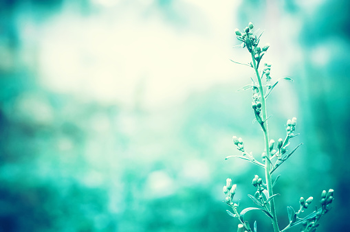 grass flower in morning light  of  sunrise  with blue color filter effect