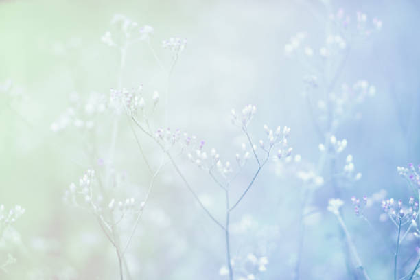 istock Soft focus Grass Flower  abstarct spring ,autumn nature background 1207898437