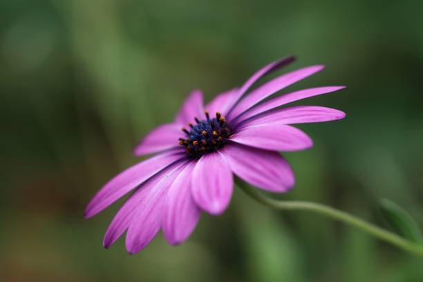istock VD706 Osteospermum flower 1207898562