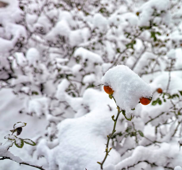 istock red rose hips under the snow in a garden 1207899355