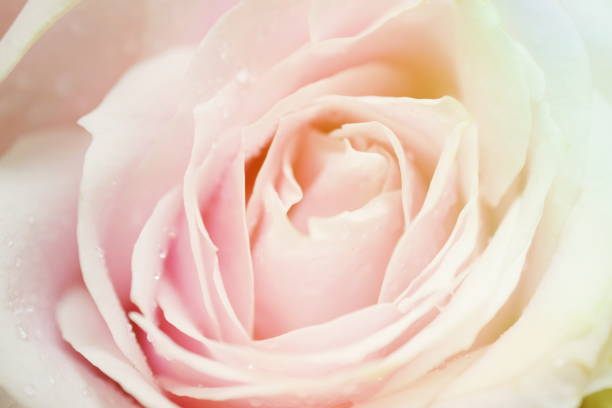 istock Close up beautiful Pink  rose flower bouquet 1207903499