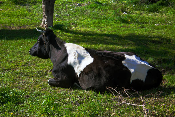 Cow with horn sitting on green grass, looking away.