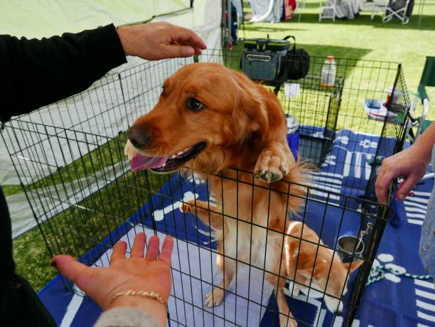 istock Golden Retriever in crate, waiting  for Adoption 1207904310