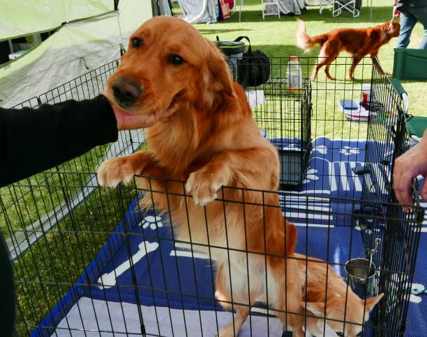 istock Golden Retriever in crate, waiting  for Adoption 1207904381