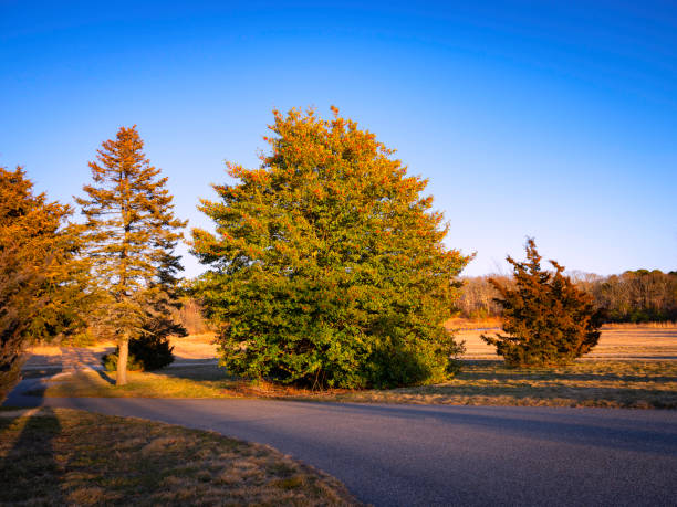 Tall Red Berry Holly and Pine Trees in the Park in Falmouth on Cape Cod