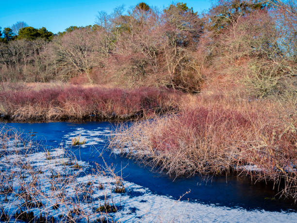 istock Frozen brook with wild plants and bushes 1207904817