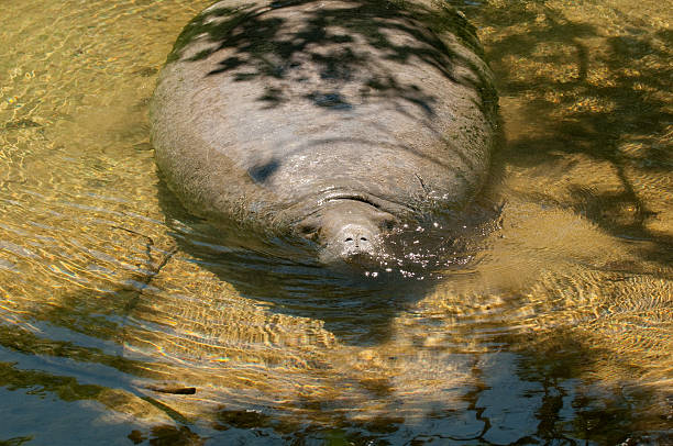 Manatee Taking Breath at Surface Florida stock photo