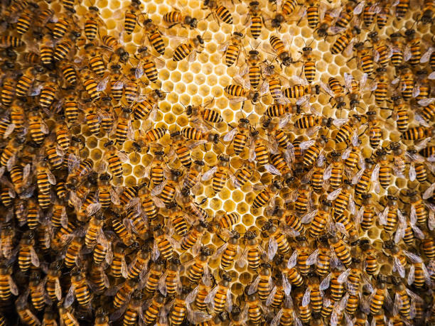 istock Group of bees Working on honeycombs in beehives in 1207906695