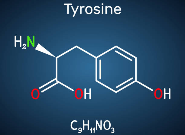 Tyrosine, L-tyrosine, Tyr,  C9H11NO3  amino acid molecule. It plays role in protein synthesis, it is precursor for synthesis of catecholamines, thyroxine, melanin. Structural chemical formula on the dark blue background Tyrosine, L-tyrosine, Tyr,  C9H11NO3  amino acid molecule. It plays role in protein synthesis, it is precursor for synthesis of catecholamines, thyroxine, melanin. Structural chemical formula on the dark blue background. Vector illustration tyrosine stock illustrations