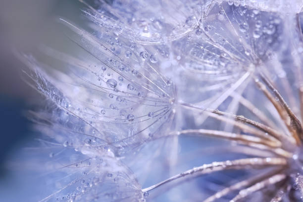 istock Abstract macro, dandelion closeup with dew or water drops. Beautiful spring or summer background. Selective soft focus. 1207908750