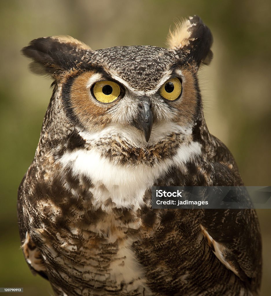 Regarder fixement Duc - Photo de Aile d'animal libre de droits