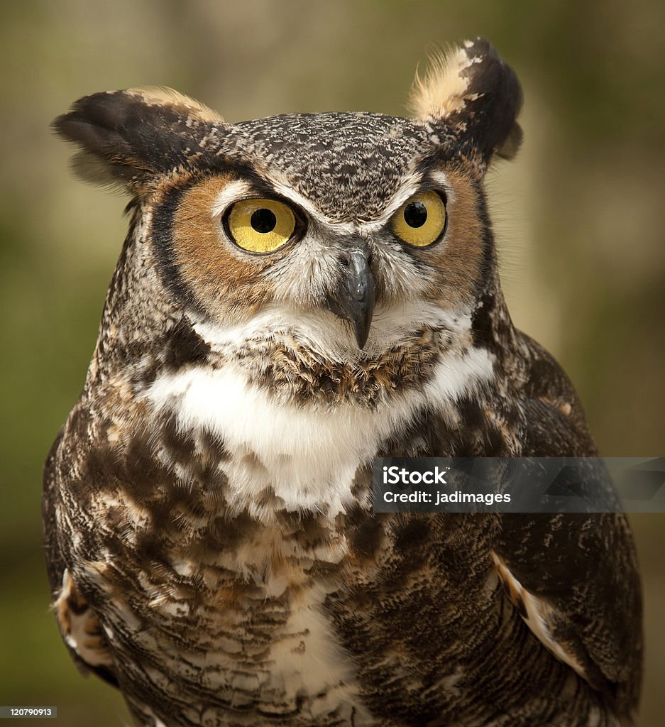 Wpatrywać się owl - Zbiór zdjęć royalty-free (Biały)