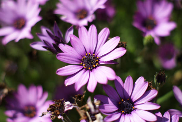 istock Flower on green background 1207909543