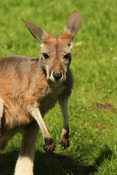 istock Baby kangaroo looking at you 120791042