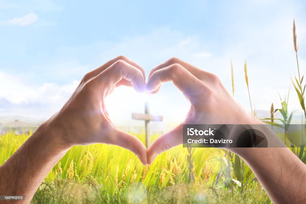 Hands forming a heart in field with spikes surrounding cross Hands of a man forming a heart in a wheat field with spikes surrounding a cross. Horizontal composition Jesus Christ Stock Photo