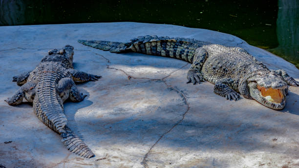 istock Crocodiles on the shore of a pond 1207913563