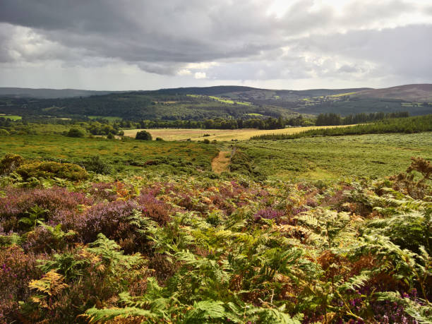 istock Irish landscape with plants and stormy sky; wicklow way 1207913578