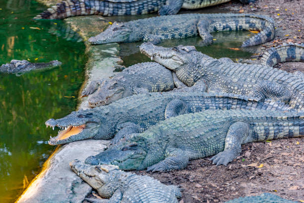 istock Crocodiles on the shore of a pond 1207913632