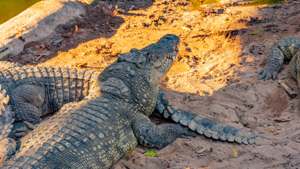 istock Crocodiles on the shore of a pond 1207914208
