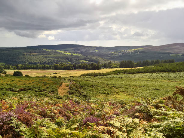 istock Irish landscape with plants and stormy sky; wicklow way 1207914315