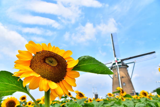 風車と太陽の花