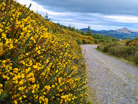 Genista and common heather at the wicklow way in the wicklow mountains in ireland ; (Genista / Ulex europaeus and Calluna vulgaris)