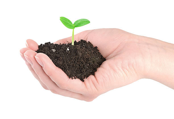 istock Human hands and young green plant 120791758