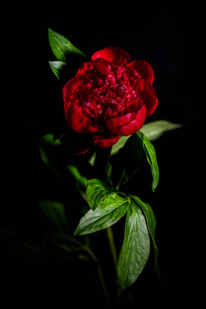 istock Red peony flower isolated on black 1207918274
