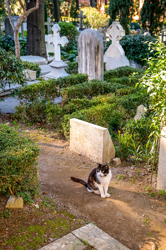 Rome, Italy, February 20 -- A cat in the non-Catholic cemetery in Rome, built between the 18th and 19th centuries, where illustrious Italian people find rest but mainly foreigners, such as the British poets Percy Bysshe Shelley and John Keats, among the greatest representatives of romanticism. Image in HD format.