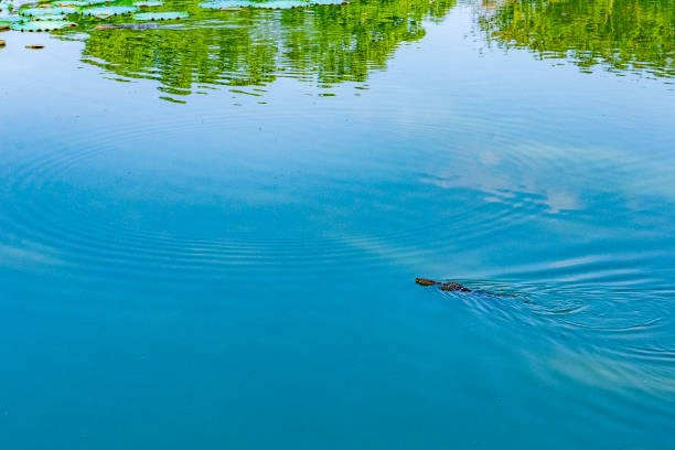 A lizard swimming in a lake and water lilies floating in the background